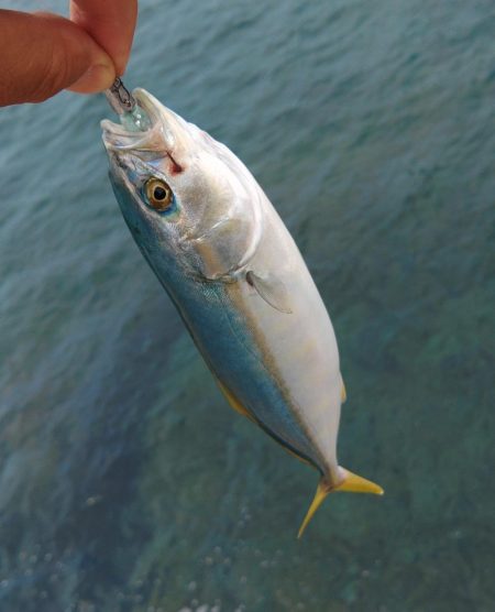 越前海岸でキジハタを探す